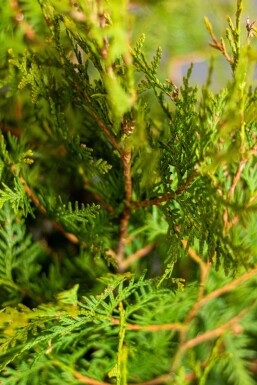 Westerse levensboom Thuja occidentalis Brabant Haag 60-80 Kluit