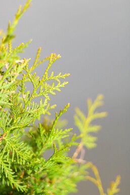 Westerse levensboom Thuja occidentalis Brabant Haag 60-80 Kluit