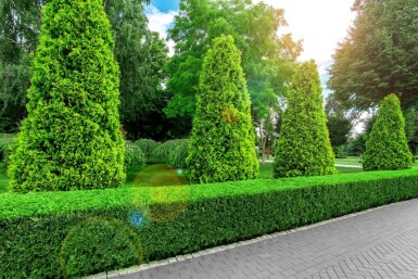 Westerse levensboom Thuja occidentalis Brabant Haag 60-80 Kluit