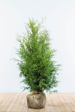 Thuya d'Occident Thuja occidentalis 'Brabant' Haie 80-100 Motte