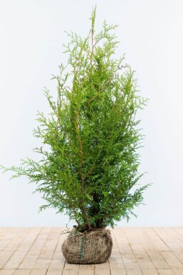 Thuja occidentalis 'Brabant' Tuja häck 100-120 rotboll