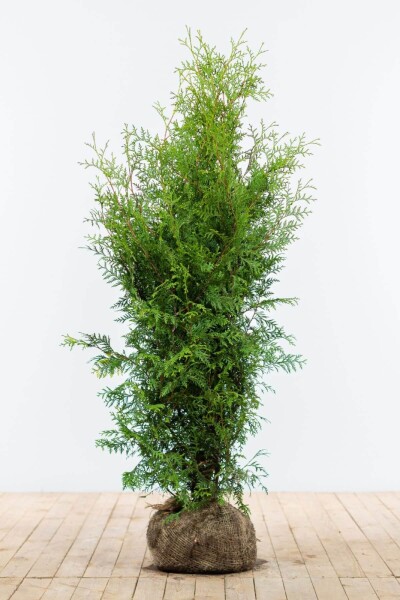 Thuja occidentalis 'Brabant'