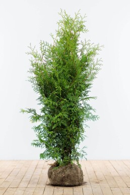 Thuja occidentalis 'Brabant' Tuja häck 120-140 rotboll