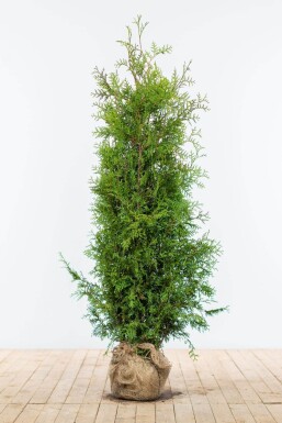 Thuja occidentalis 'Brabant' Tuja häck 140-160 rotboll