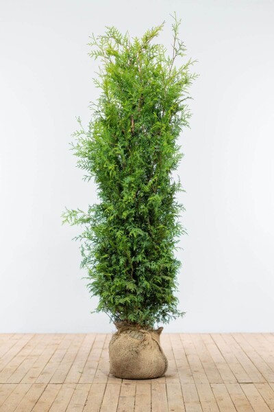 Thuja Occidentalis Brabant