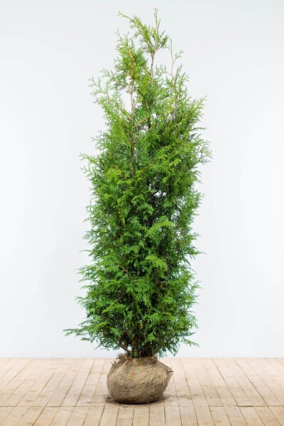 Thuja occidentalis 'Brabant'