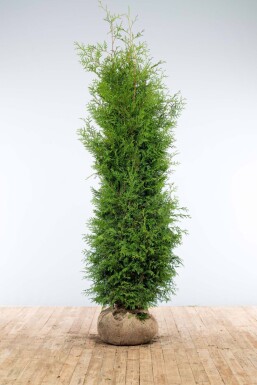 Westerse levensboom Thuja occidentalis Brabant Haag 200-225 Kluit