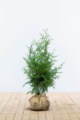 Thuja occidentalis 'Excelsa' Tuja häck 60-80 rotboll