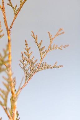 Thuja occidentalis 'Excelsa' Tuja häck 60-80 rotboll