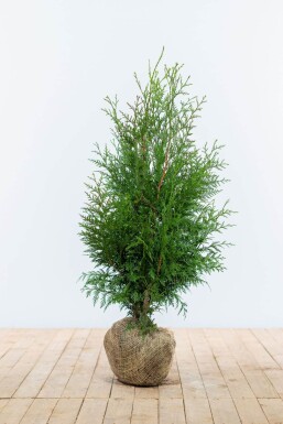 Thuja occidentalis 'Excelsa' Tuja häck 80-100 rotboll