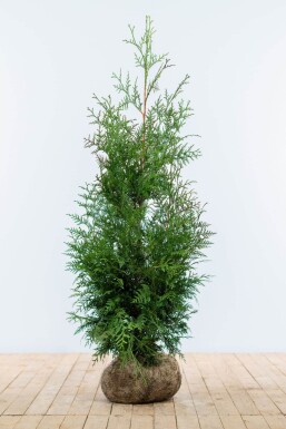 Thuja occidentalis 'Excelsa' Tuja häck 100-125 rotboll