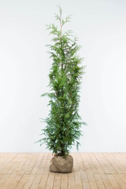 Lebensbaum / Thuja Plicata Excelsa