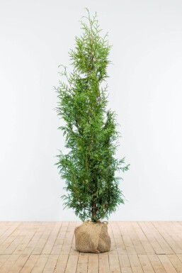 Thuja Plicata Excelsa