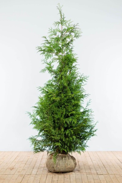 Thuja occidentalis 'Excelsa'