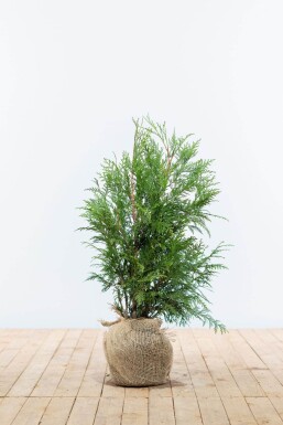 Thuja Plicata Martin