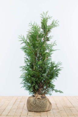 Thuja occidentalis 'Martin'