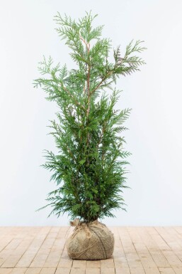 Thuja Plicata Martin