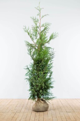 Thuja Plicata Martin