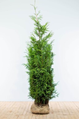 Lebensbaum / Thuja Plicata Martin