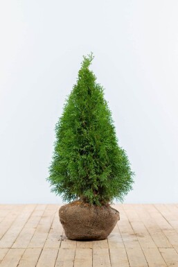 Thuja occidentalis 'Smaragd' Ädeltuja häck 60-80 rotboll