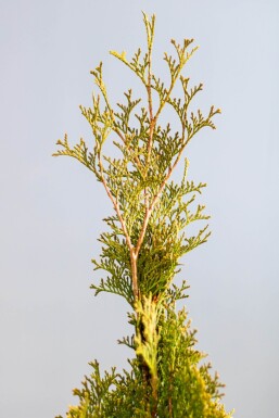 Thuya d'Occident Thuja occidentalis 'Smaragd' Haie 60-80 Motte