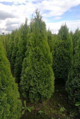 Westerse levensboom Thuja occidentalis Smaragd Haag 60-80 Kluit