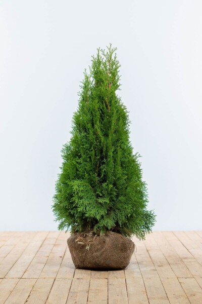 Thuja occidentalis 'Smaragd'