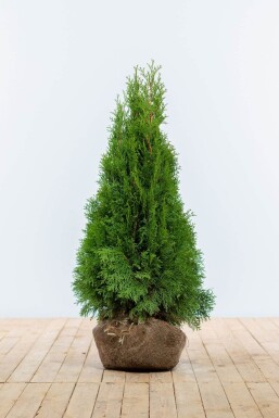 Thuja occidentalis 'Smaragd' Ädeltuja häck 80-100 rotboll