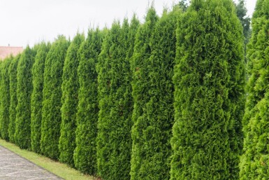 Westerse levensboom Thuja occidentalis Smaragd Haag 80-100 Kluit