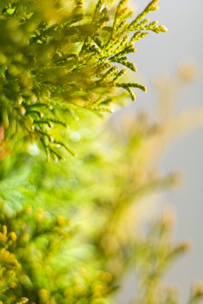 Thuja occidentalis 'Smaragd'