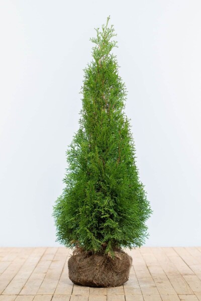 Thuja occidentalis 'Smaragd'