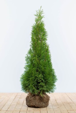 Thuja Occidentalis Smaragd