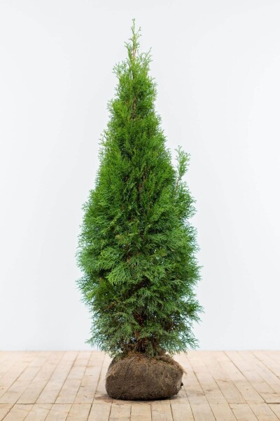 Thuja occidentalis 'Smaragd'