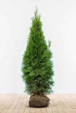 Lebensbaum / Thuja Occidentalis Smaragd