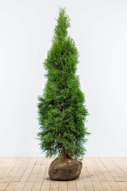 Westerse levensboom Thuja occidentalis Smaragd Haag 140-160 Kluit