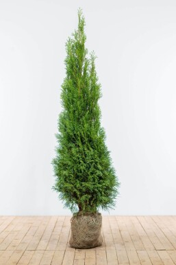 Thuja Occidentalis Smaragd