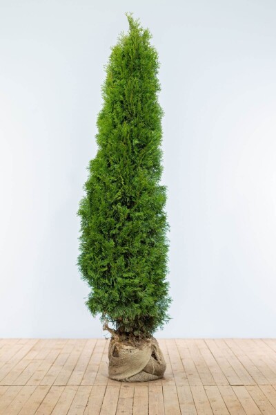 Thuja Occidentalis Smaragd