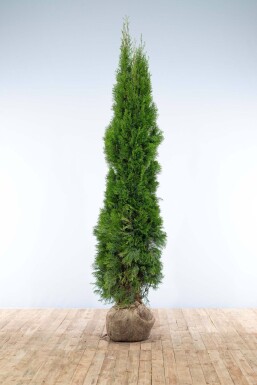 Westerse levensboom Thuja occidentalis Smaragd Haag 200-225 Kluit