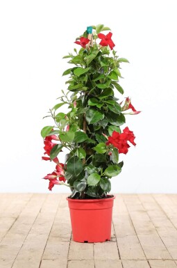 Mandevilla Mandevilla Sanderi Pyramide 100-120 Topf