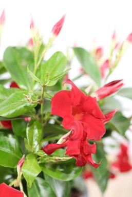 Mandevilla Mandevilla Sanderi Pyramide Rood 100-120 Pot