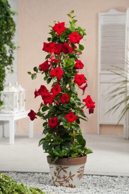 Mandevilla Mandevilla Sanderi Pyramide 100-120 Topf