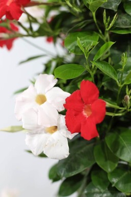 Mandevilla Mandevilla Sanderi Pyramide Rood/Wit 100-120 Pot