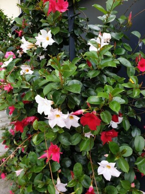 Mandevilla Mandevilla Sanderi Pyramide Rood/Wit 100-120 Pot