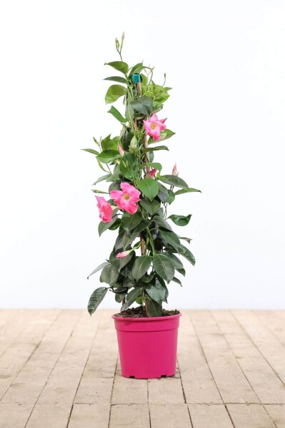 Mandevilla sanderi