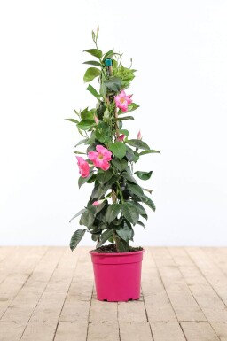 Dipladenia / Mandevilla pyramide