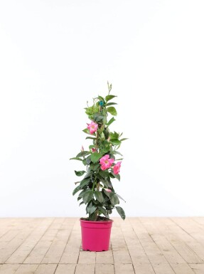 Dipladenia / Mandevilla Pyramide