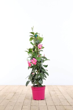 Dipladenia / Mandevilla pyramide