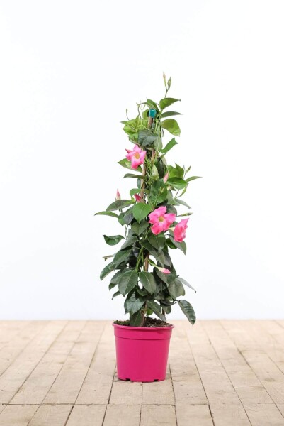 Dipladenia / Mandevilla pyramide