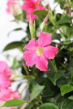 Mandevilla Mandevilla Sanderi Pyramide Rose 80-100 Pot