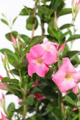 Mandevilla Mandevilla Sanderi Pyramide 80-100 Topf